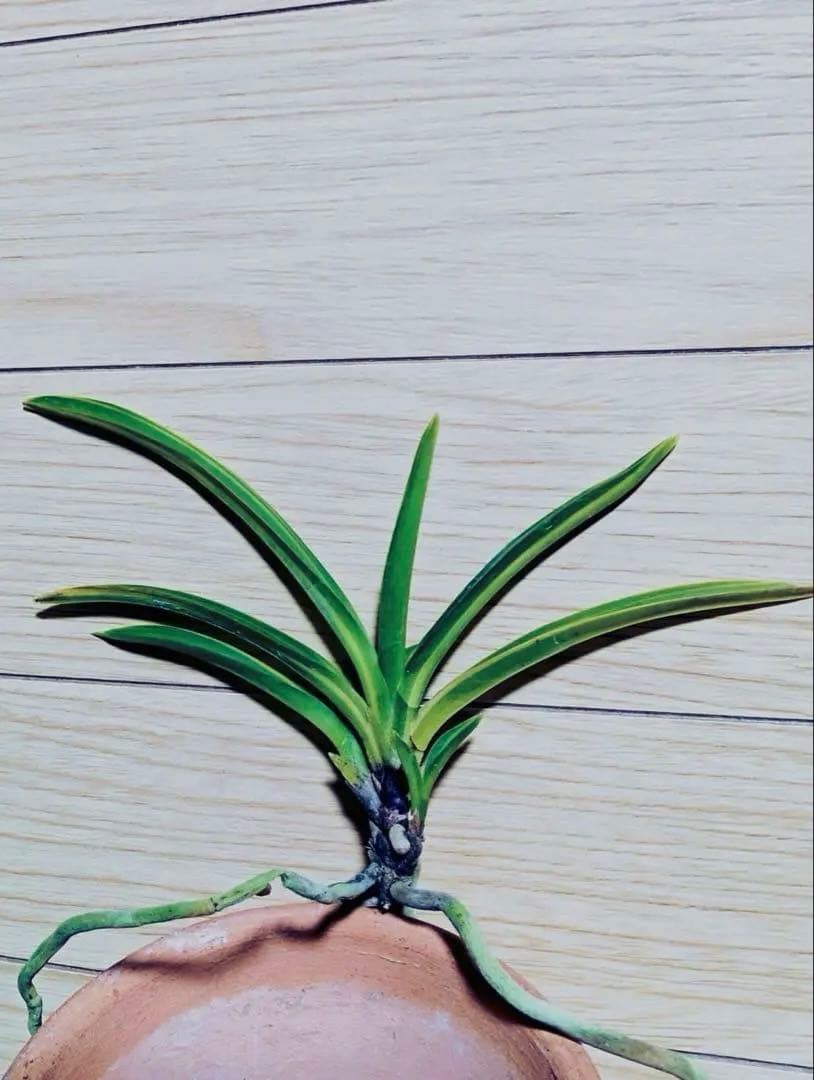 富貴蘭「長寿宝」長寿楽最高芸選別品