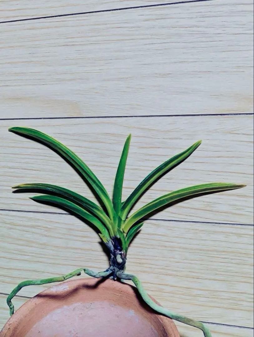 富貴蘭「長寿宝」長寿楽最高芸選別品