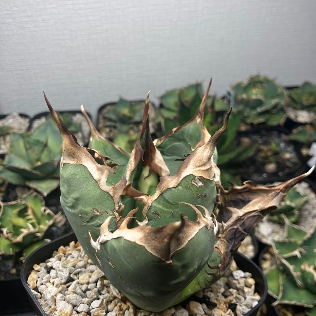 オアハカオテロイ　胴切り天