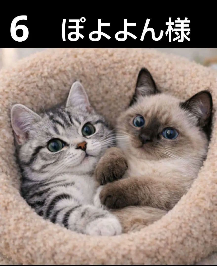 オーダーページ 328 ハンカチ ねこちゃん柄 ハンドメイド 2/12 - メルカリ