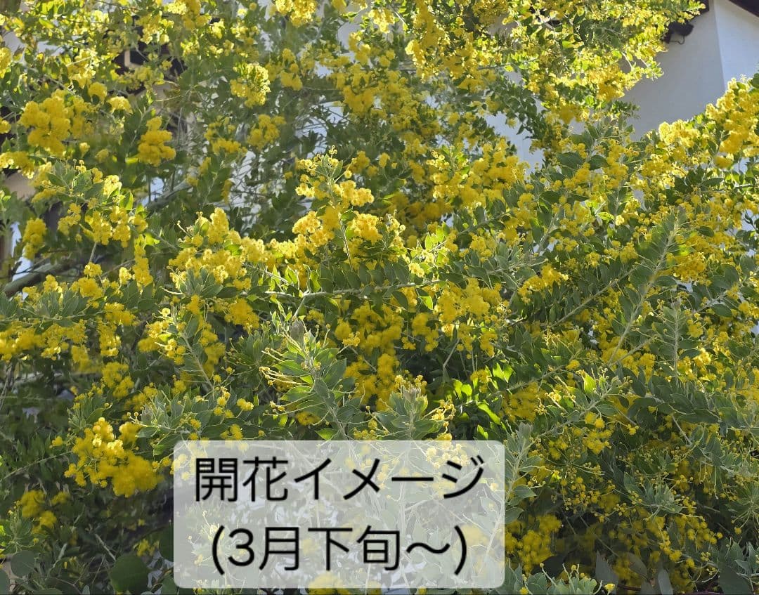 ◎○簡易保水します○◎ パールアカシア つぼみ(今) ～ 五分 ～ 満開