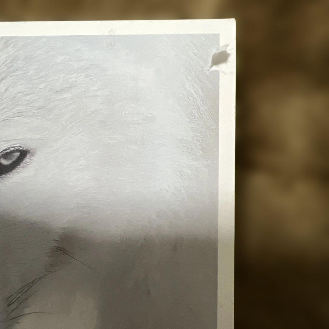 ARCTIQUE Vincent Munier 写真集