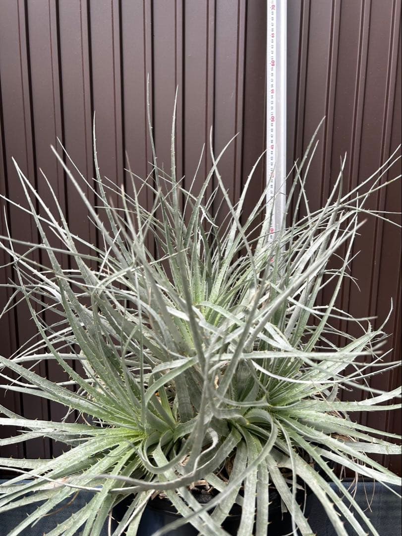 プヤ ベヌスタ A 5ヘッド