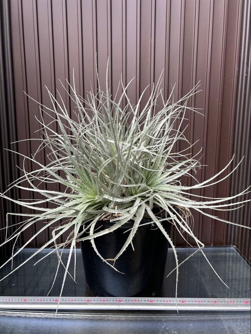 プヤ ベヌスタ A 5ヘッド