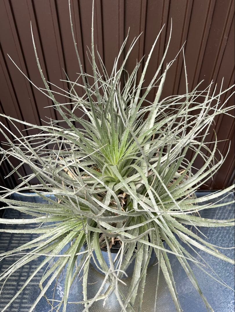 プヤ ベヌスタ A 5ヘッド