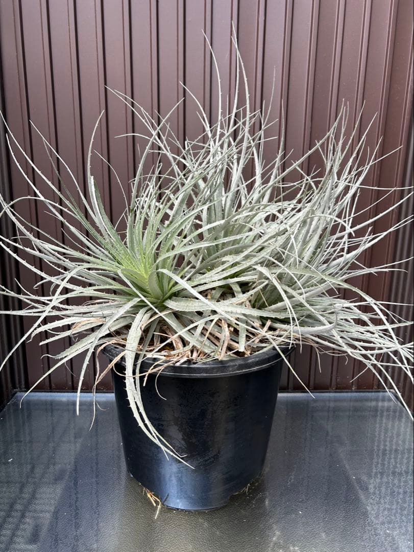 プヤ ベヌスタ A 5ヘッド