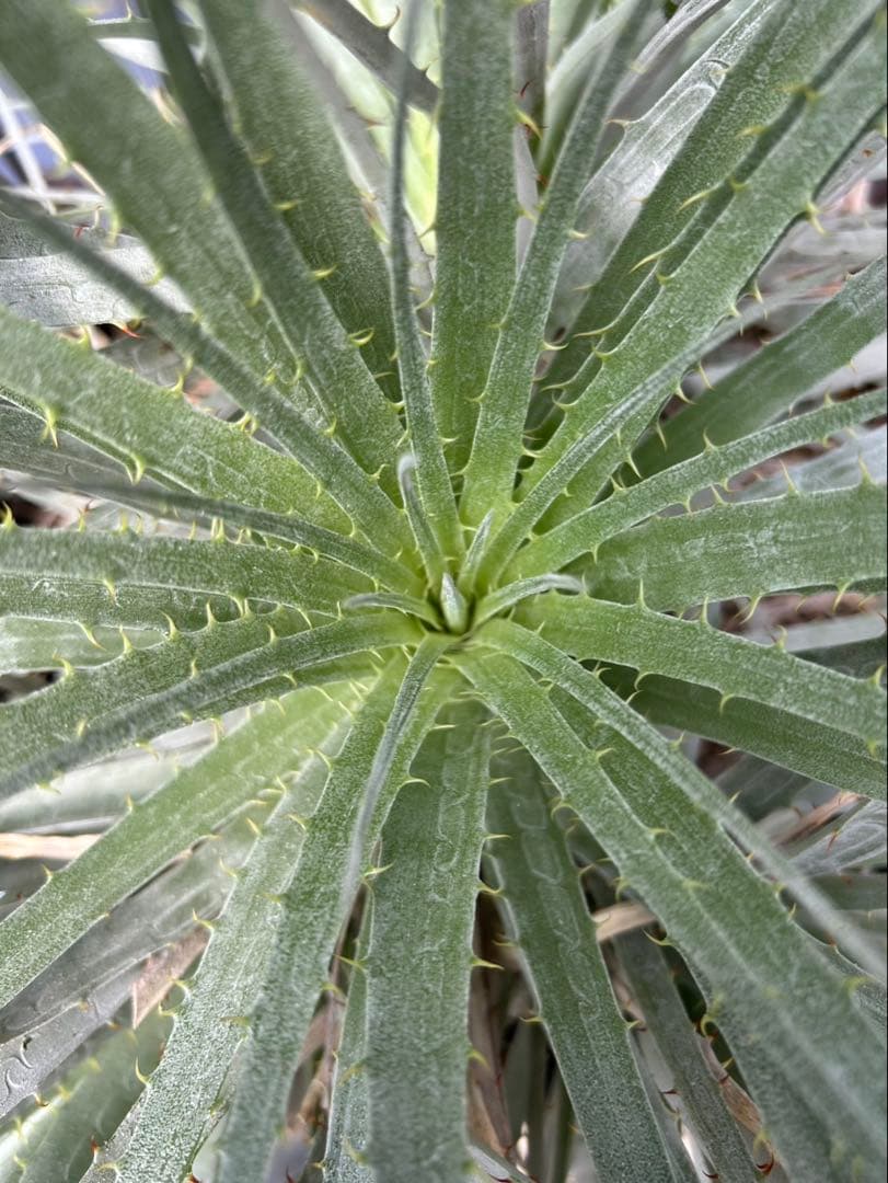 プヤ ベヌスタ A 5ヘッド