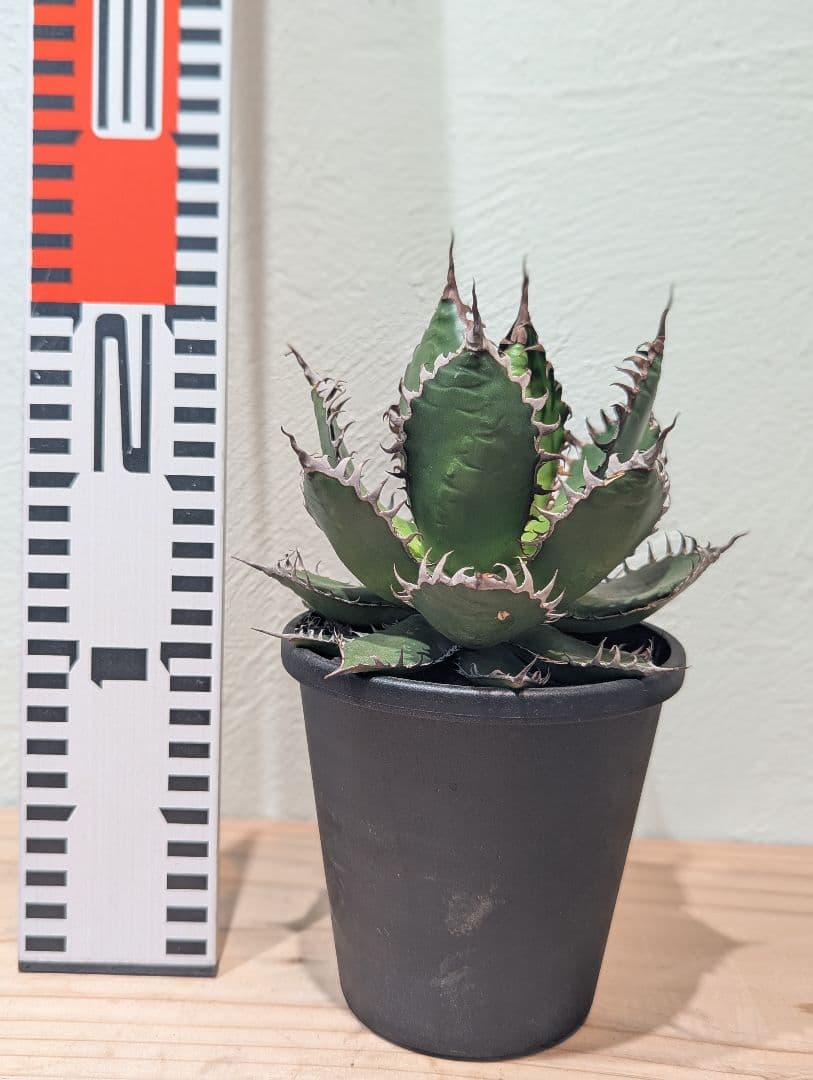 アガベ・ホリダ②　4号鉢　鋸歯が美しい人気種