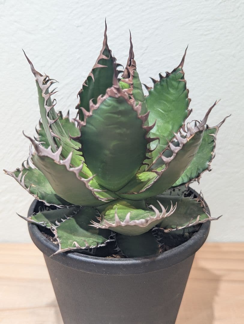 アガベ・ホリダ②　4号鉢　鋸歯が美しい人気種