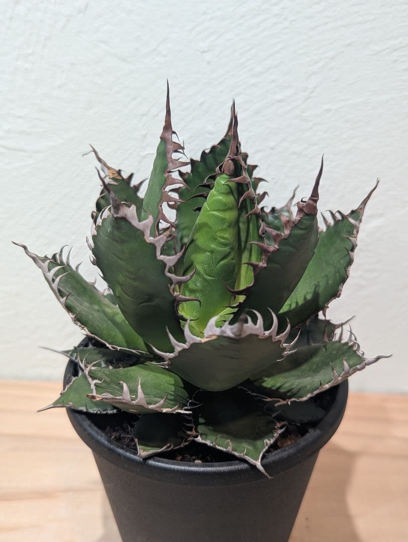 アガベ・ホリダ②　4号鉢　鋸歯が美しい人気種