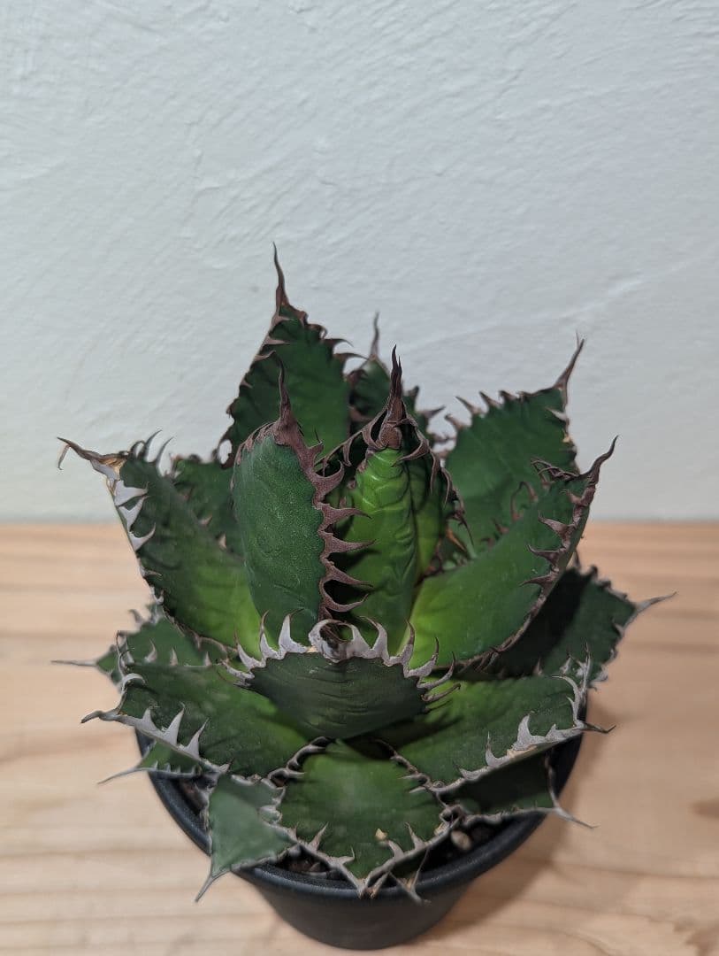 アガベ・ホリダ②　4号鉢　鋸歯が美しい人気種