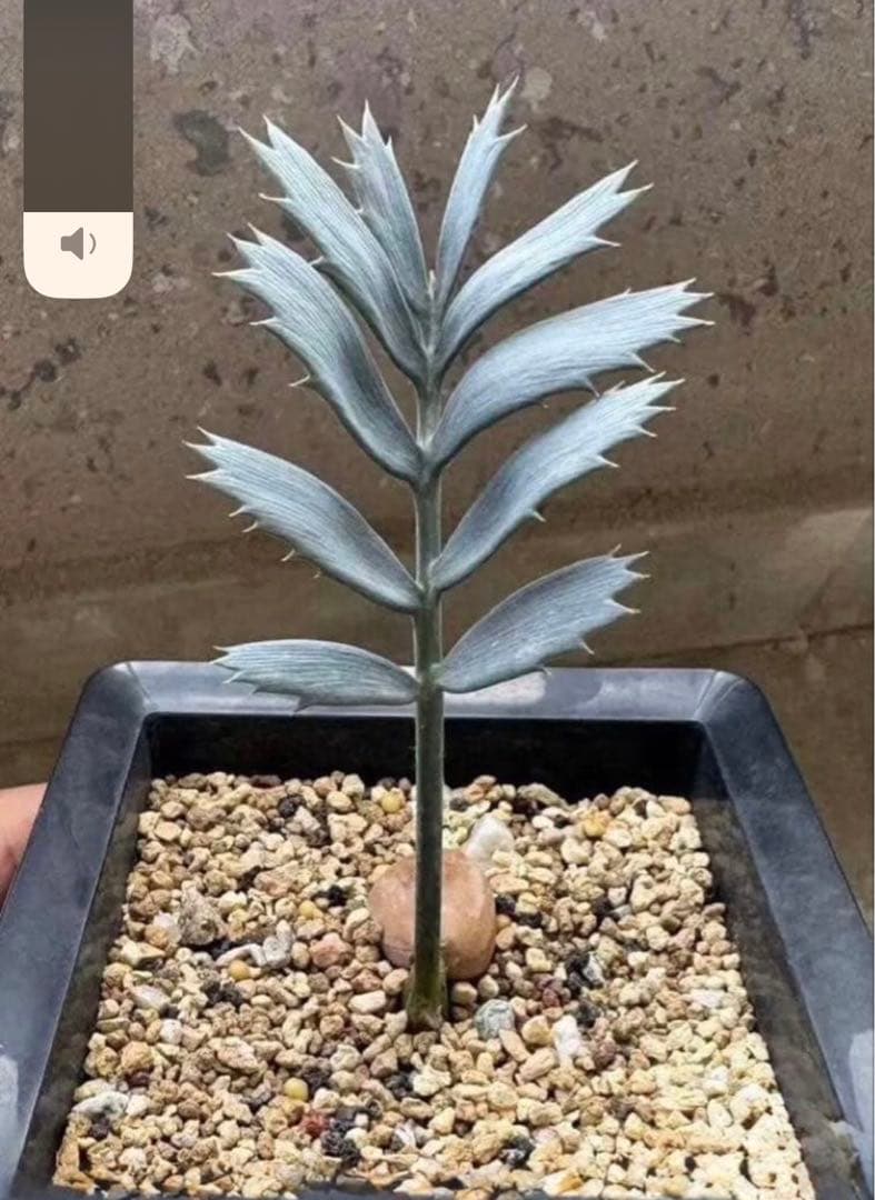 Q83エンセファラルトス ホリダス 種子2粒