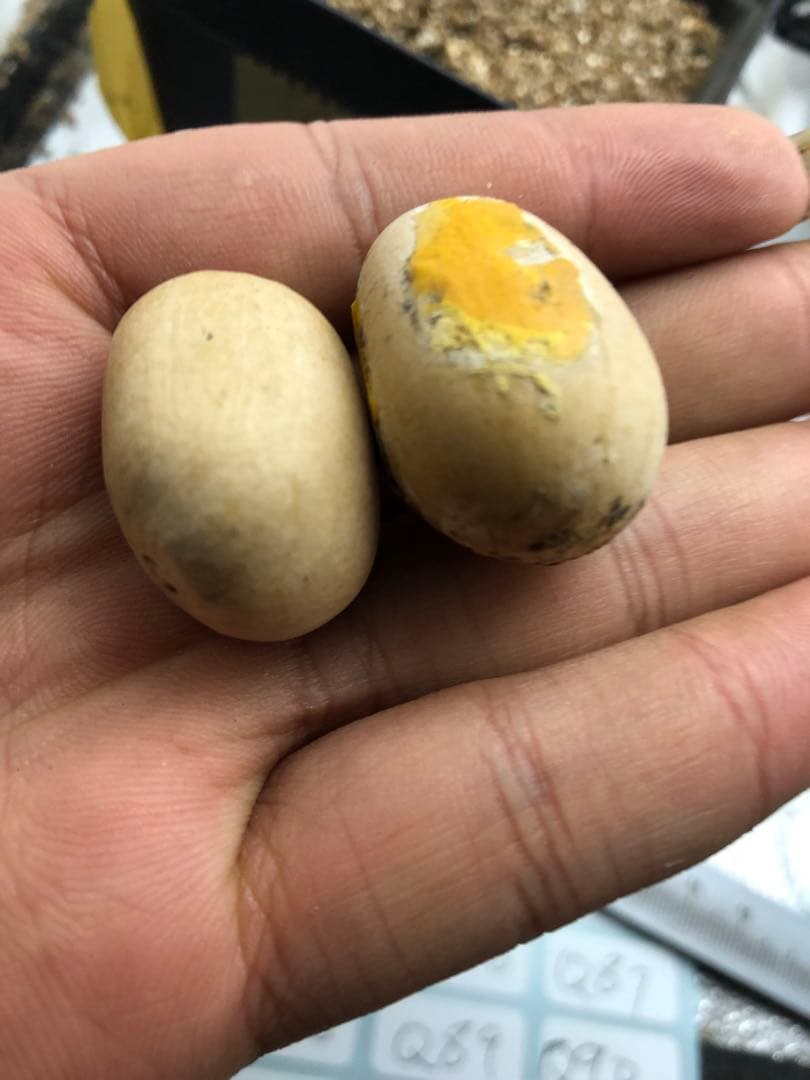 Q83エンセファラルトス ホリダス 種子2粒