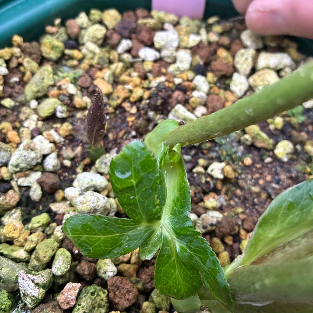 クリスマスローズ 加藤農園 多弁 アフロ系 7寸 ステム4本 お値下げ