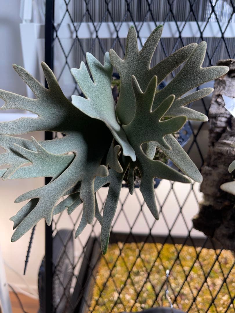 ビカクシダ willinckii 'OMG'スポア株 - メルカリ