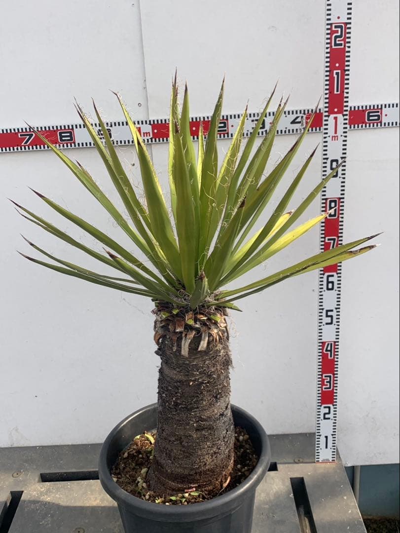 ユッカ　ファクソリアーナ