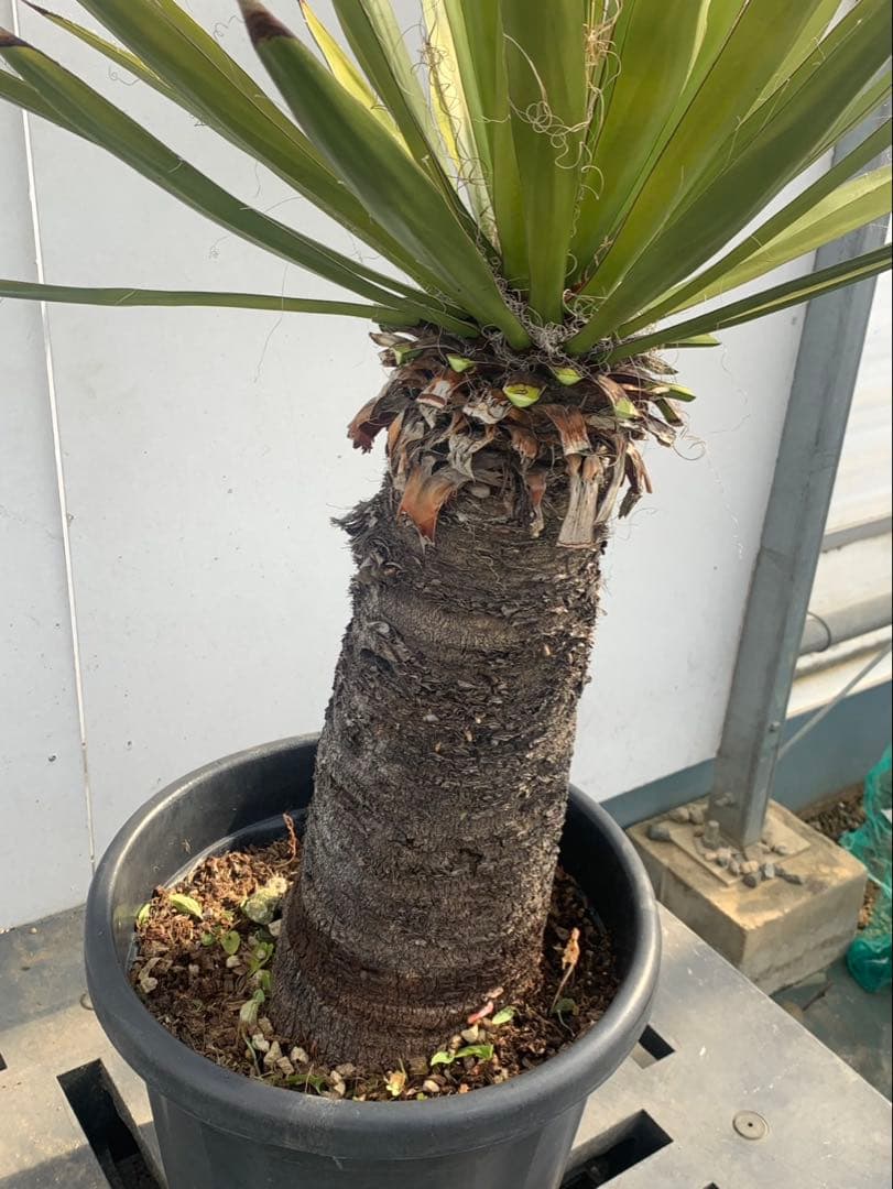 ユッカ　ファクソリアーナ