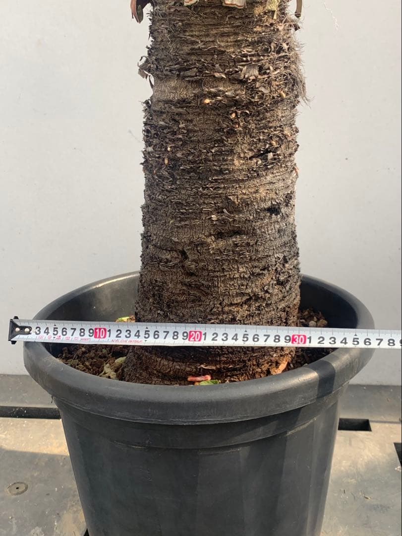 ユッカ　ファクソリアーナ