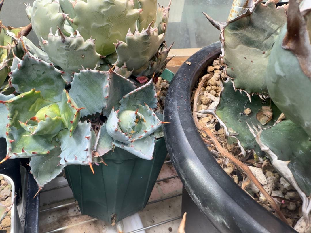 アガベ ハイブリッド 姫蠍蟹 イシスメンシス 甲蟹　脇芽