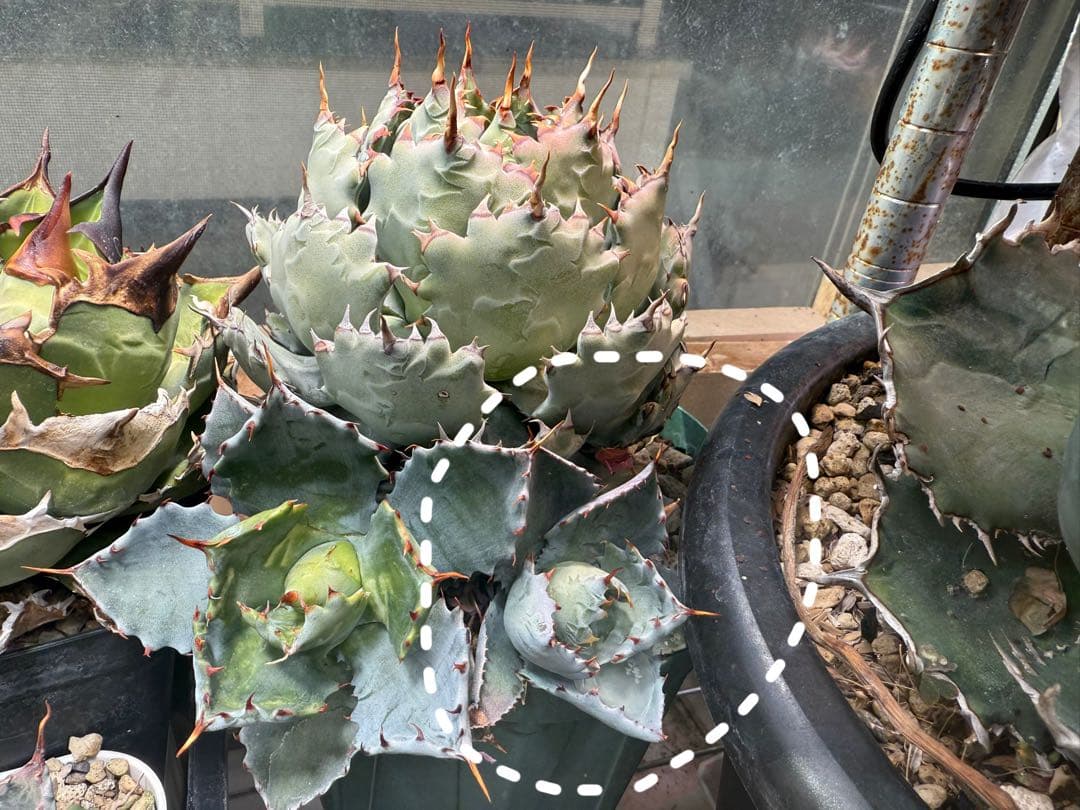 アガベ ハイブリッド 姫蠍蟹 イシスメンシス 甲蟹　脇芽