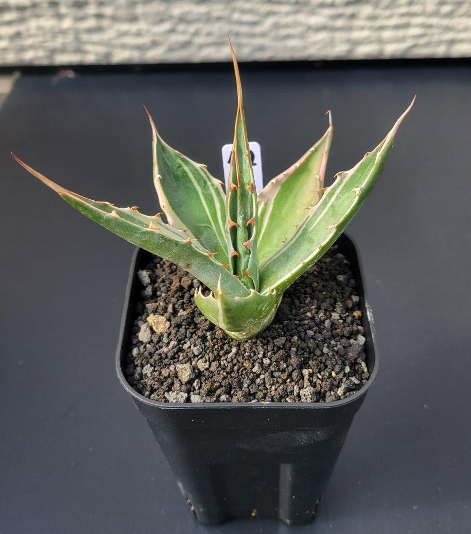 アガベ　モンタナ白覆輪