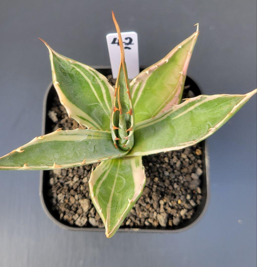 アガベ　モンタナ白覆輪