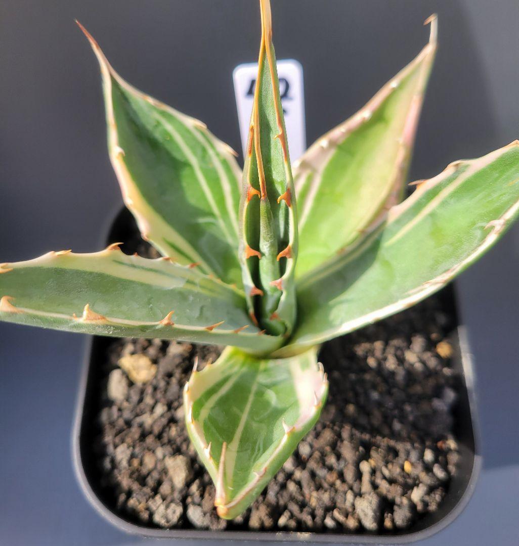 アガベ　モンタナ白覆輪