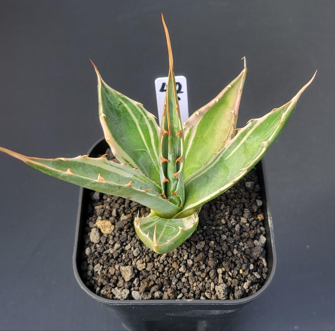 アガベ　モンタナ白覆輪