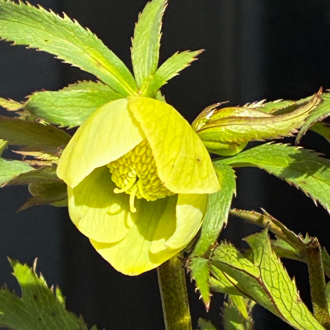 u*0様 3454☘️限定1株☘️未株分け☘️花付き☘️⭐️bocconei ⭐