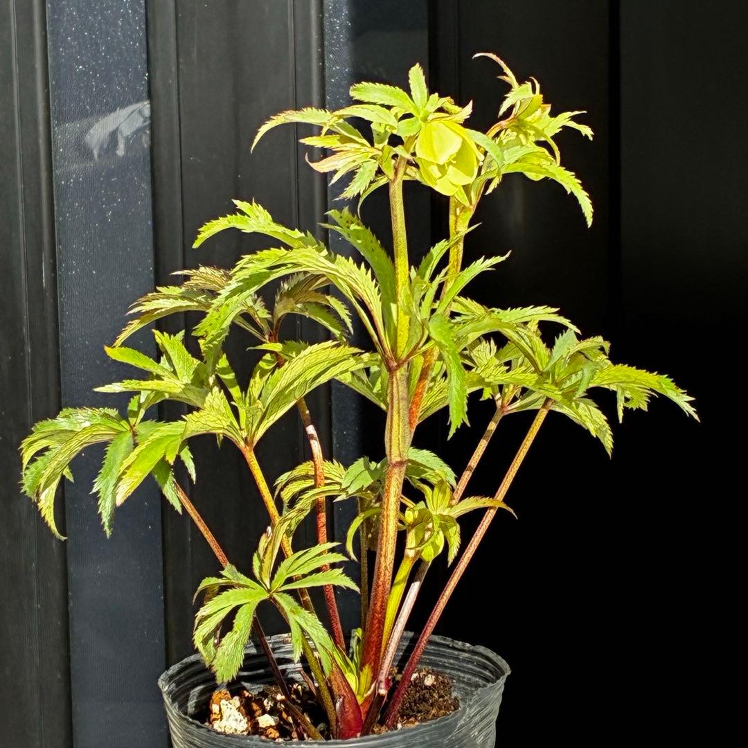 u*0様 3454☘️限定1株☘️未株分け☘️花付き☘️⭐️bocconei ⭐