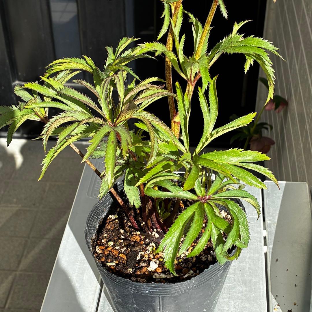 u*0様 3454☘️限定1株☘️未株分け☘️花付き☘️⭐️bocconei ⭐