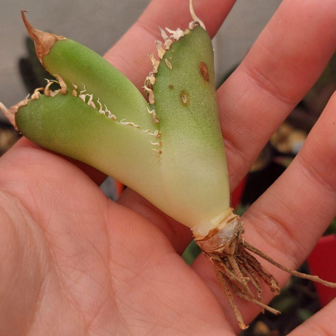 特価】アガベ チタノタ 金剛 キングコング 極上株 - メルカリ