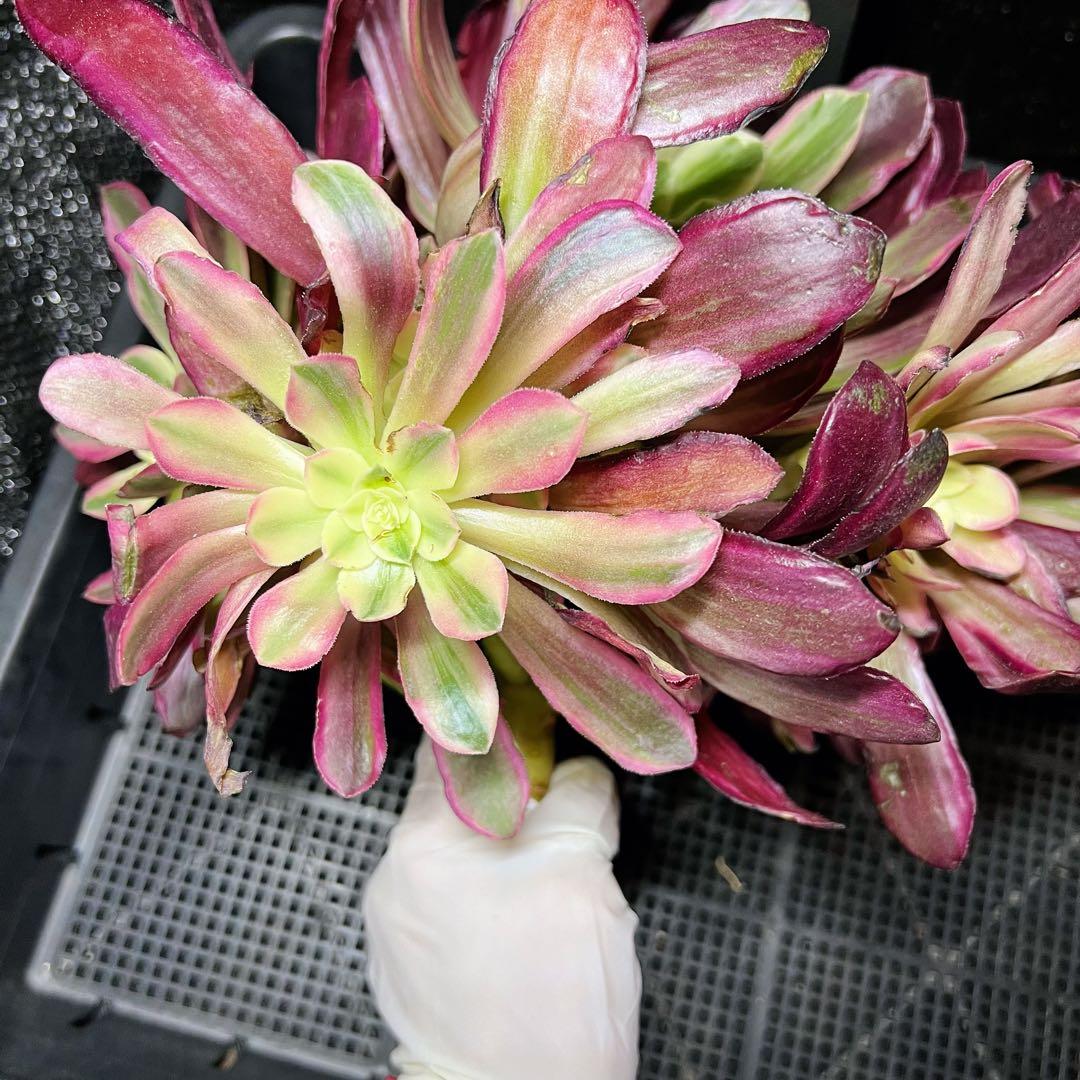 新入荷 レア新品種 アエオニウム スカイチーム(ブーケ群生) 法師錦