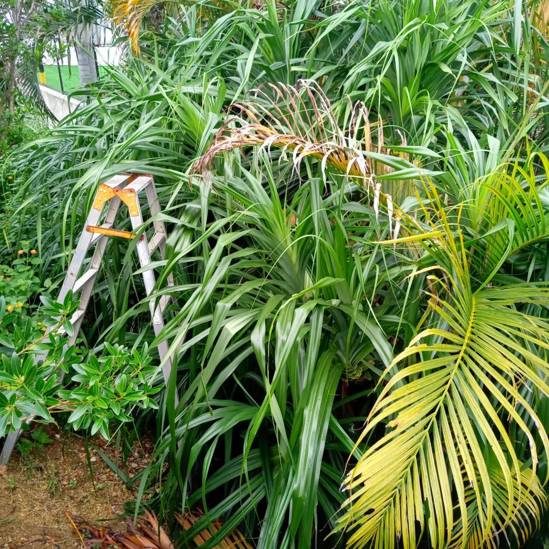 ハワイ産沖縄育ちの\"ラウハラ-特選生葉”