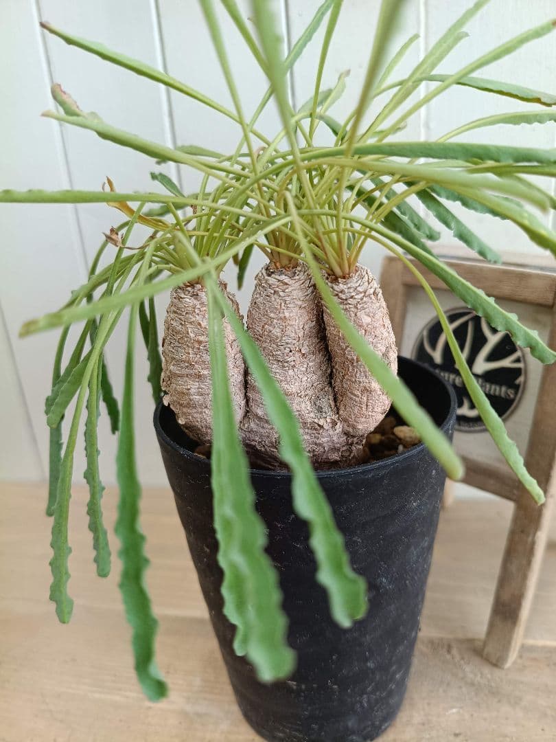 Z001 発根済！多頭美形！ユーフォルビア クリスパ 現地球 - メルカリ