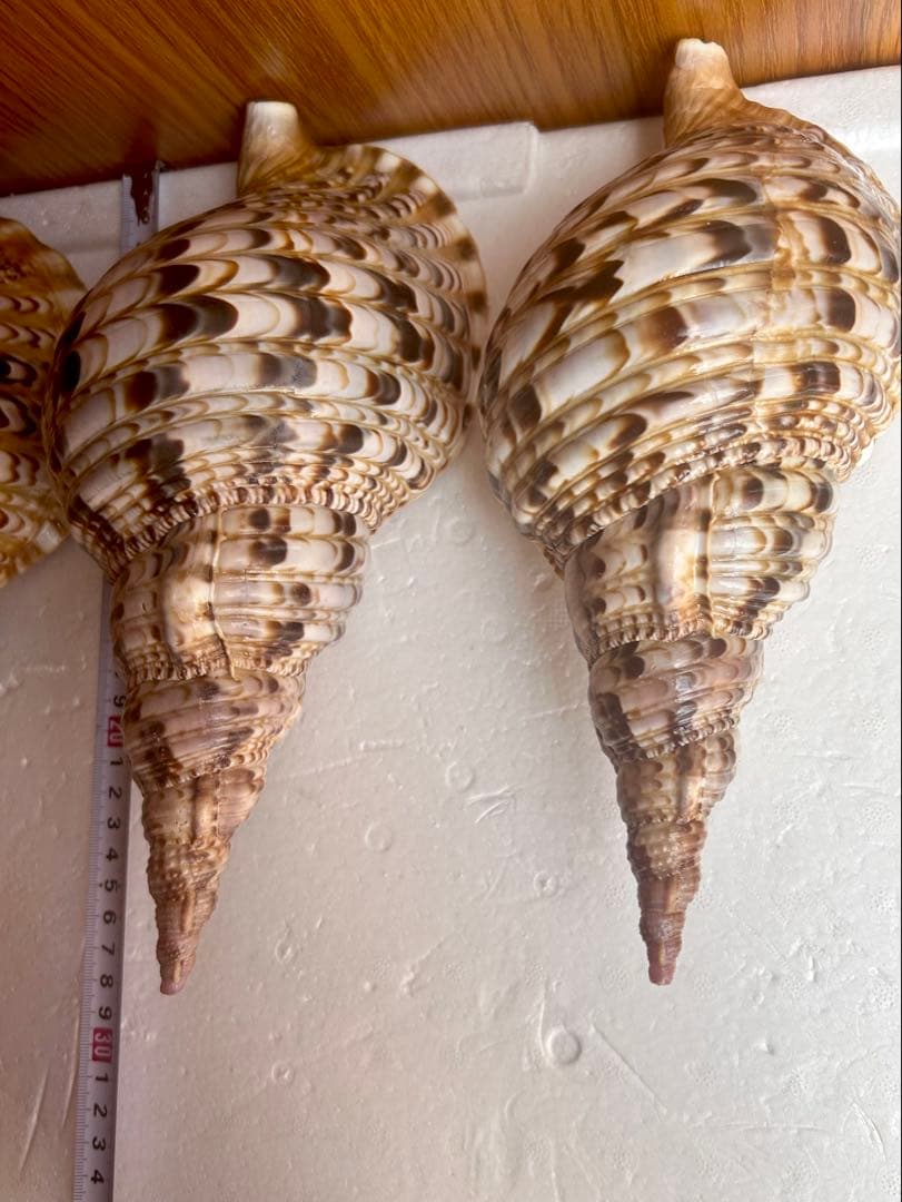 法螺貝4個セット 26cm、27cm、28cm、29cm