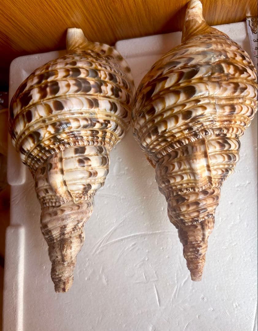 法螺貝4個セット 26cm、27cm、28cm、29cm