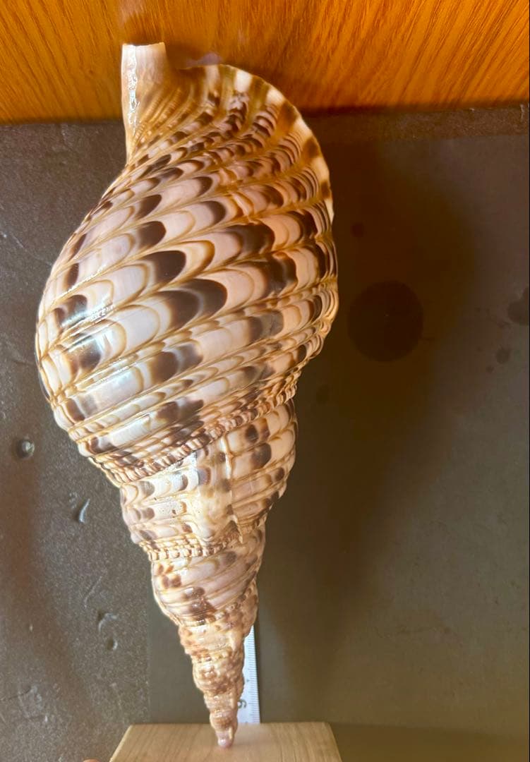 法螺貝4個セット 26cm、27cm、28cm、29cm