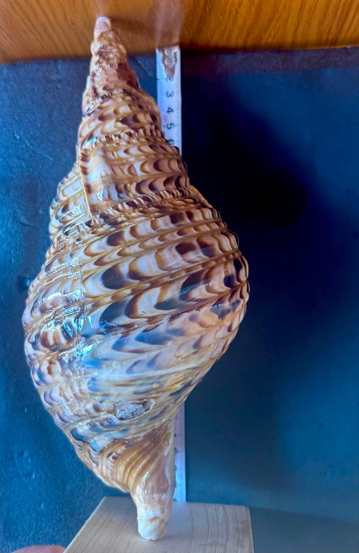 法螺貝4個セット 26cm、27cm、28cm、29cm