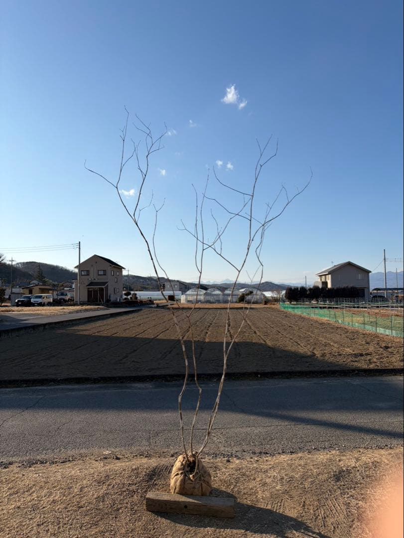山採り アオダモ 株立ち 4本立ち 自然樹形 - メルカリ