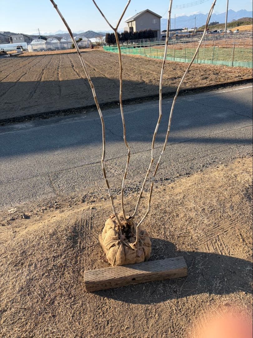 山採り アオダモ 株立ち 4本立ち 自然樹形 - メルカリ