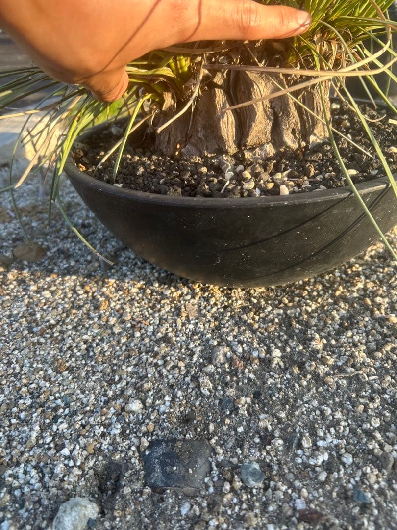 カリバナス　フーケリー　塊根植物