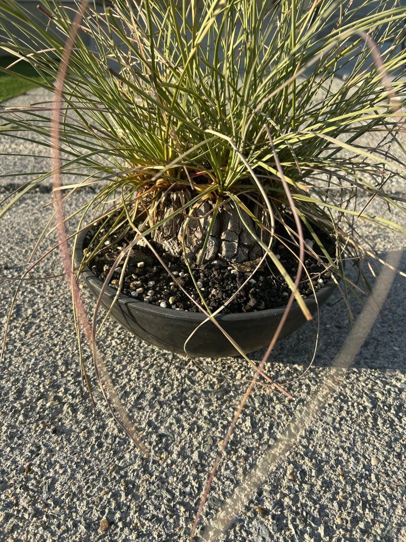 カリバナス　フーケリー　塊根植物