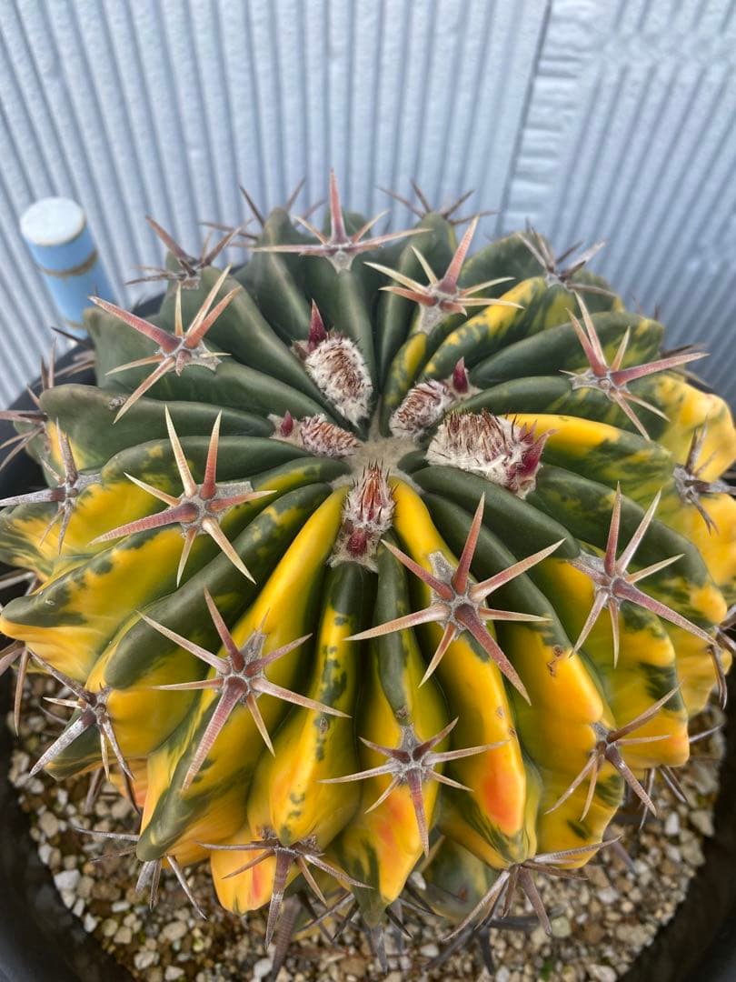 サボテン ホマロケファラ 綾波錦