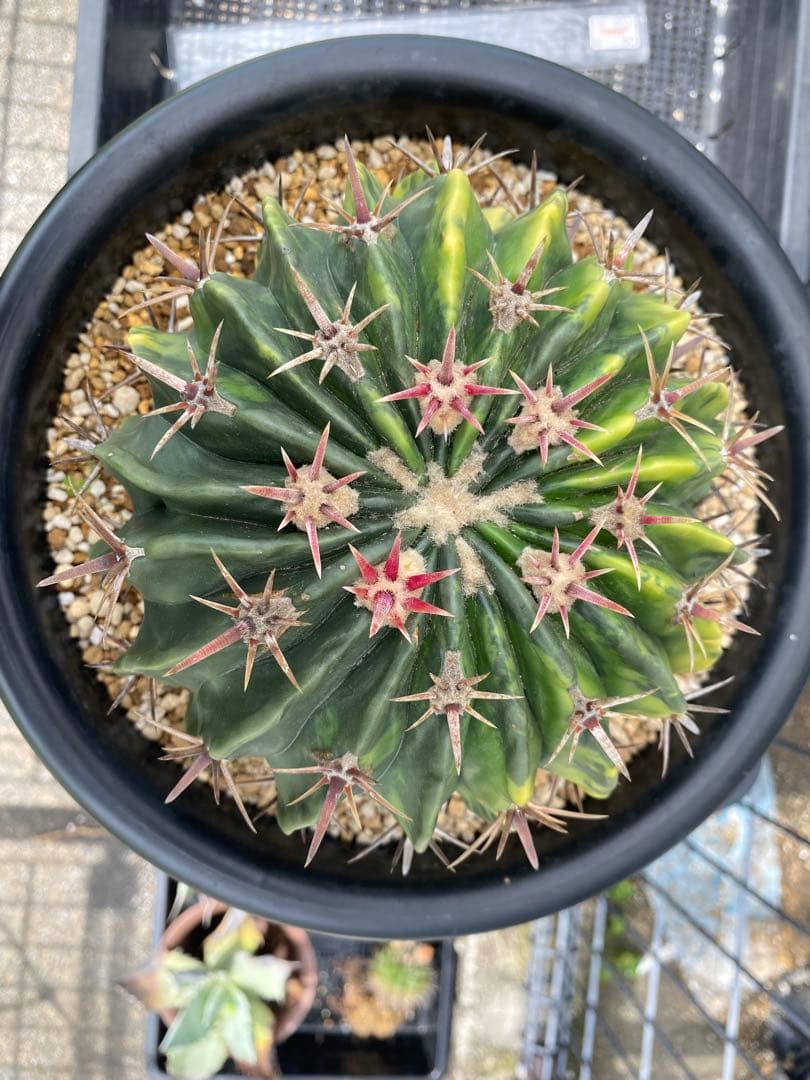 サボテン ホマロケファラ 綾波錦