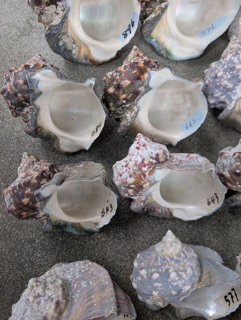 夜光貝24個セット400g〜900g約16kgまとめ売り