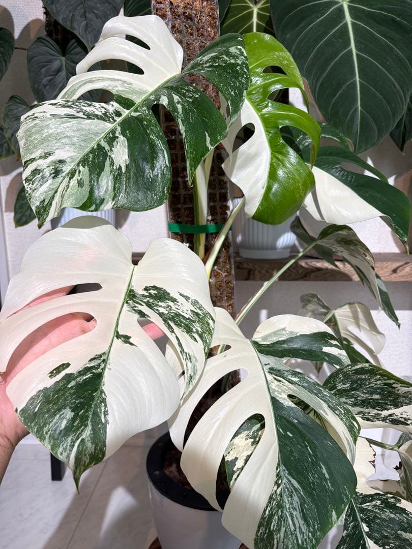 大株！引き取り限定！モンステラ　ボルシギアナ　ホワイトタイガー　斑入り