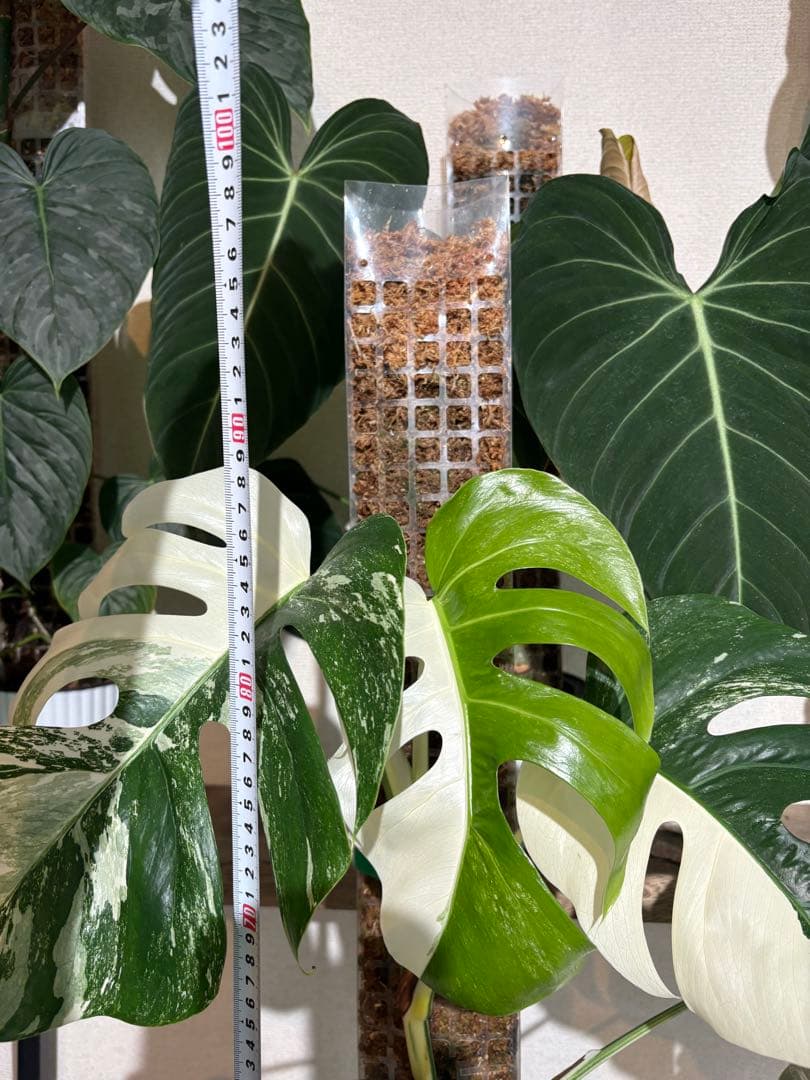 大株！引き取り限定！モンステラ　ボルシギアナ　ホワイトタイガー　斑入り