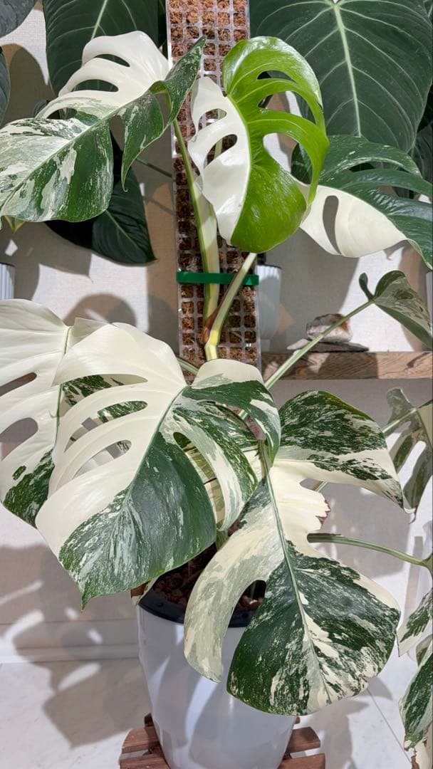 大株！引き取り限定！モンステラ　ボルシギアナ　ホワイトタイガー　斑入り