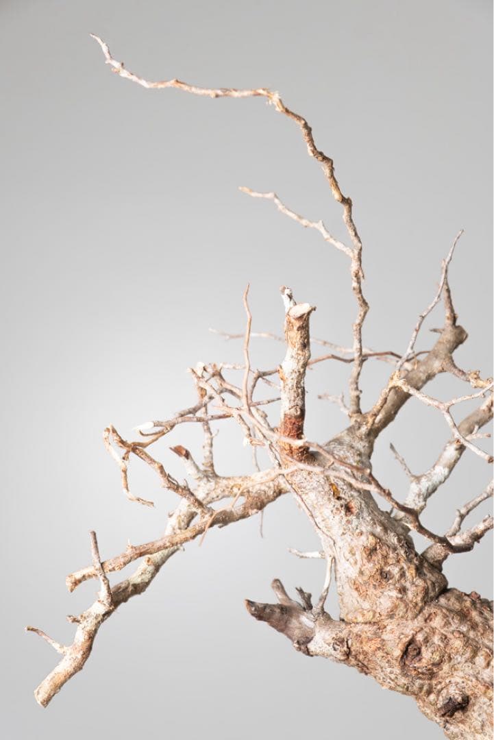 AP129 オペルクリカリア パキプス コーデックス ベアルート株